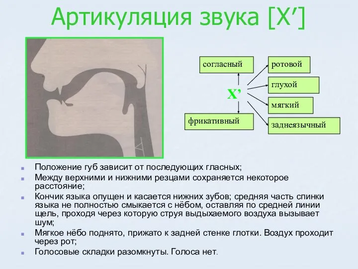 Артикуляция звука [Х′] Положение губ зависит от последующих гласных; Между верхними и