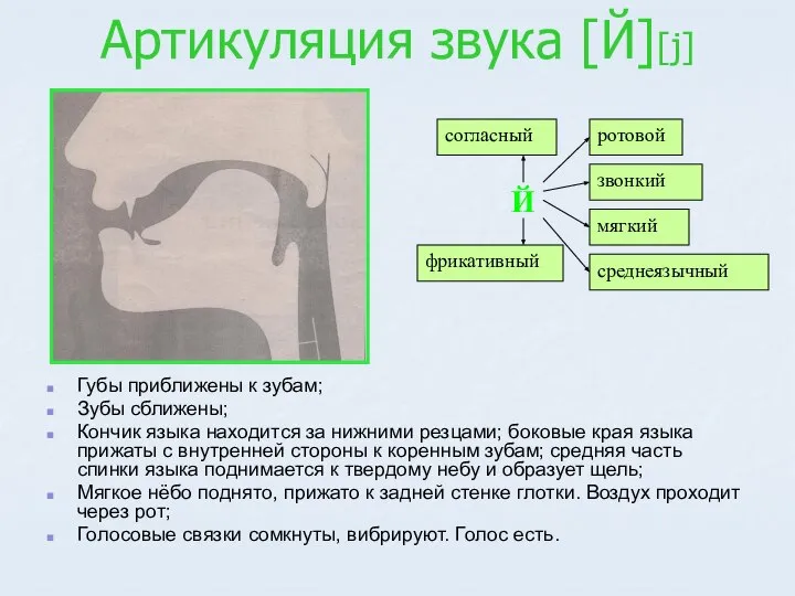 Артикуляция звука [Й][j] Губы приближены к зубам; Зубы сближены; Кончик языка находится