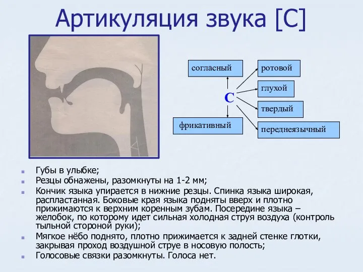 Артикуляция звука [С] Губы в улыбке; Резцы обнажены, разомкнуты на 1-2 мм;