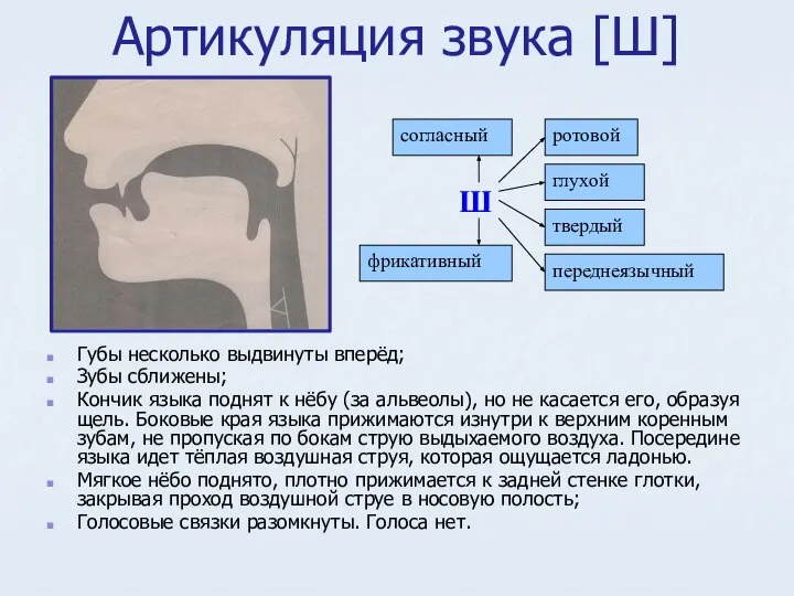 Артикуляция звука [Ш] Губы несколько выдвинуты вперёд; Зубы сближены; Кончик языка поднят