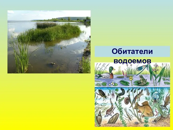 Обитатели водоемов