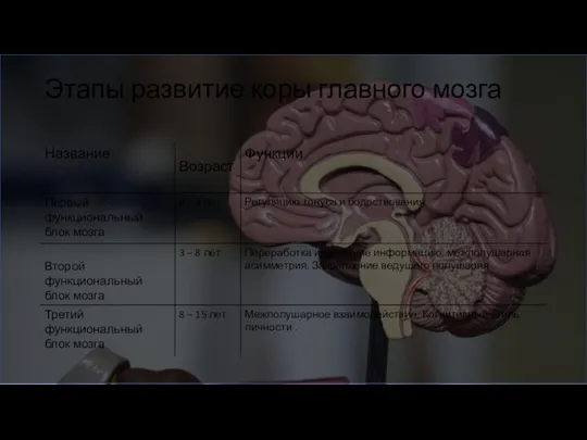 Этапы развитие коры главного мозга