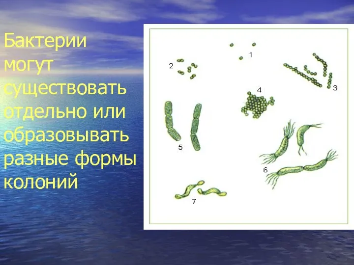 Бактерии могут существовать отдельно или образовывать разные формы колоний