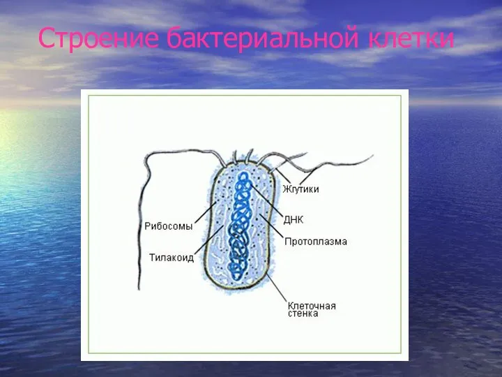 Строение бактериальной клетки