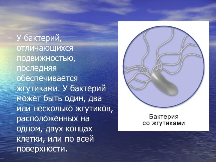 У бактерий, отличающихся подвижностью, последняя обеспечивается жгутиками. У бактерий может быть один,