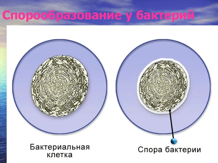 Спорообразование у бактерий