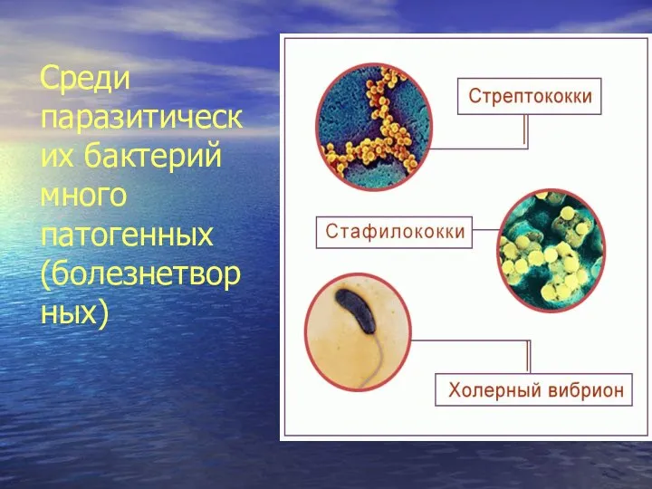 Среди паразитических бактерий много патогенных (болезнетворных)