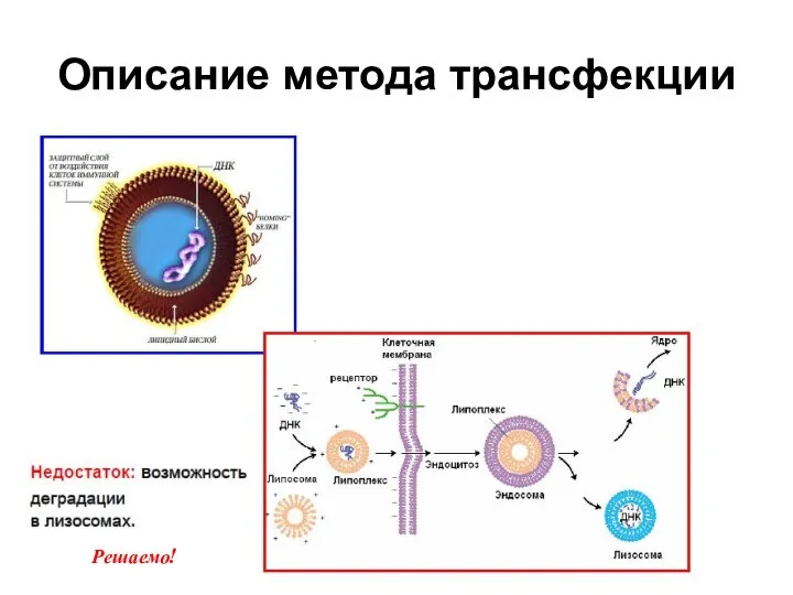 Описание метода трансфекции Решаемо!