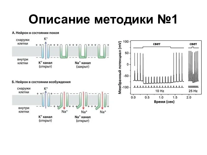 Описание методики №1