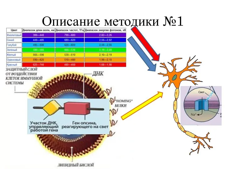 Описание методики №1