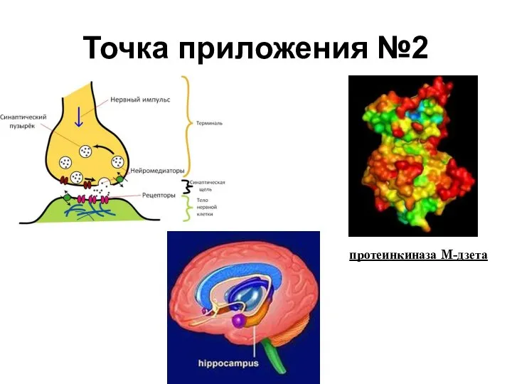 Точка приложения №2 протеинкиназа M-дзета