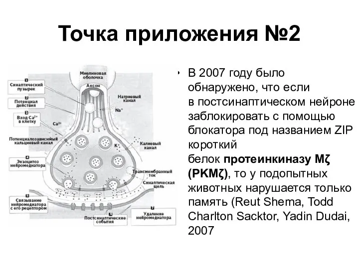 Точка приложения №2 В 2007 году было обнаружено, что если в постсинаптическом