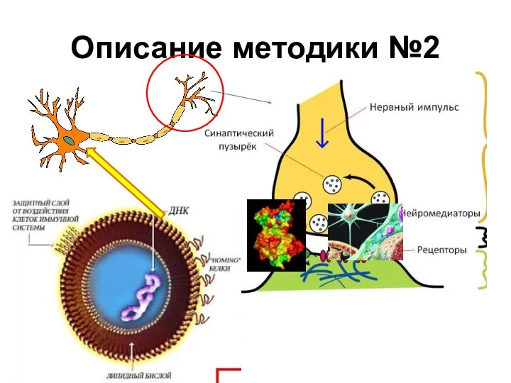 Описание методики №2