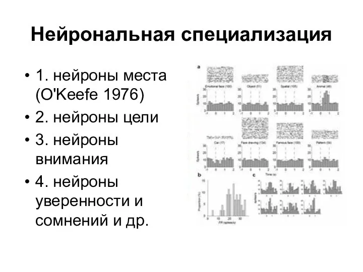 Нейрональная специализация 1. нейроны места (O'Keefe 1976) 2. нейроны цели 3. нейроны