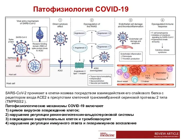 SARS-CoV-2 проникает в клетки-хозяева посредством взаимодействия его спайкового белка с рецептором входа