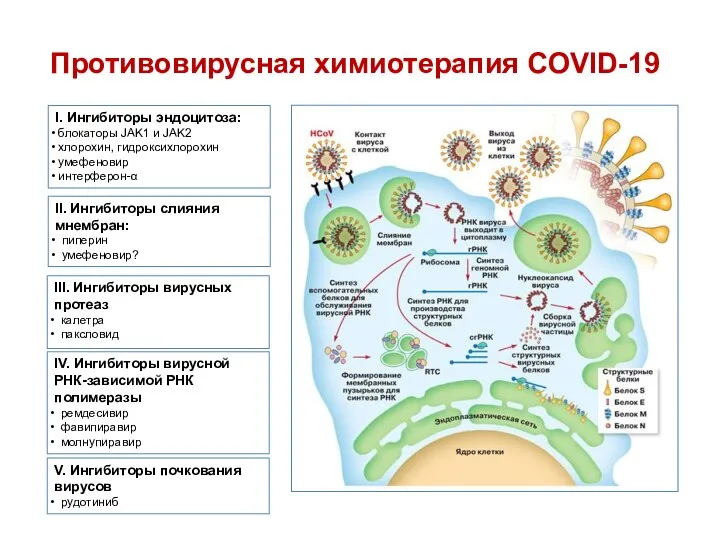 Противовирусная химиотерапия COVID-19 I. Ингибиторы эндоцитоза: блокаторы JAK1 и JAK2 хлорохин, гидроксихлорохин