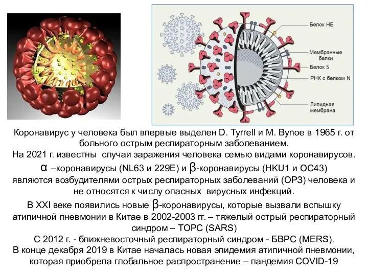 Коронавирус у человека был впервые выделен D. Tyrrell и M. Bynoe в