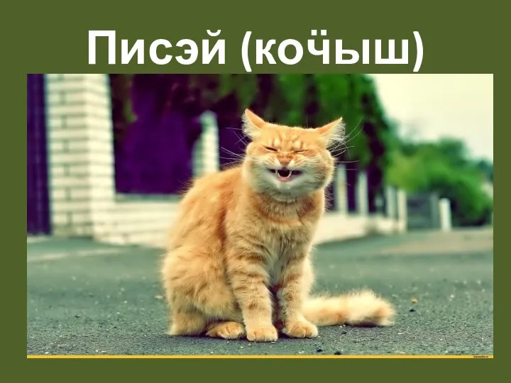 Писэй (коӵыш)