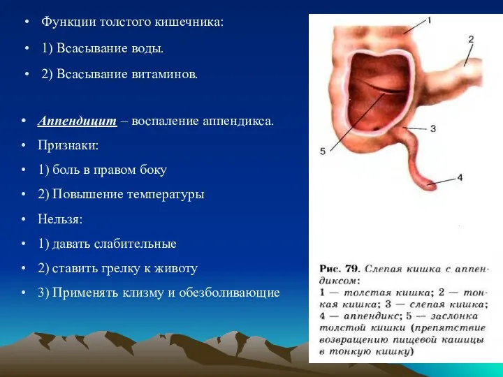 Функции толстого кишечника: 1) Всасывание воды. 2) Всасывание витаминов. Аппендицит – воспаление