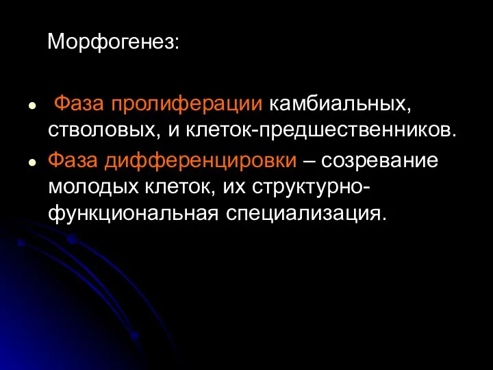 Морфогенез: Фаза пролиферации камбиальных, стволовых, и клеток-предшественников. Фаза дифференцировки – созревание молодых клеток, их структурно-функциональная специализация.