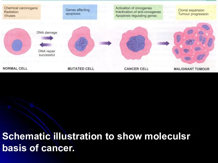 Schematic illustration to show moleculsr basis of cancer.