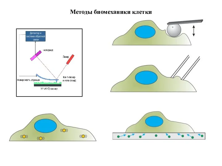 Методы биомеханики клетки