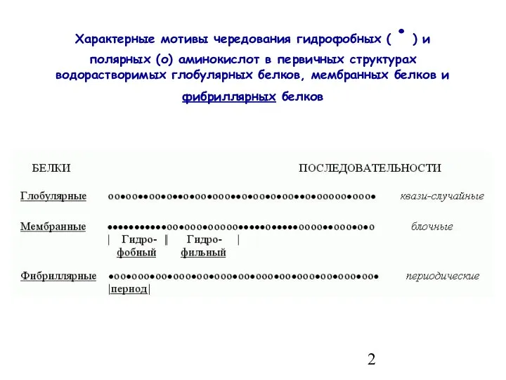 Характерные мотивы чередования гидрофобных (·) и полярных (о) аминокислот в первичных структурах