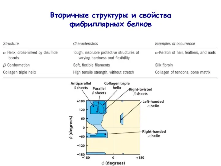 Вторичные структуры и свойства фибриллярных белков