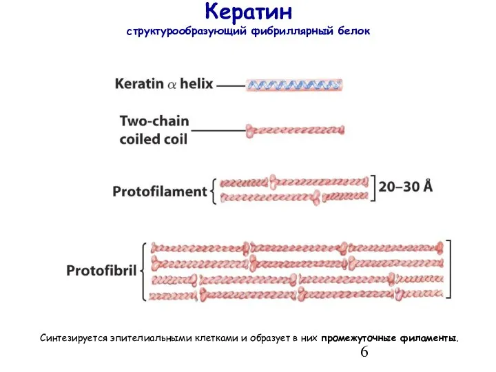 Кератин структурообразующий фибриллярный белок Синтезируется эпителиальными клетками и образует в них промежуточные филаменты.