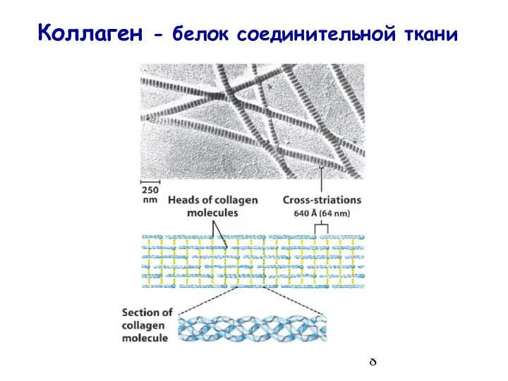 Коллаген - белок соединительной ткани