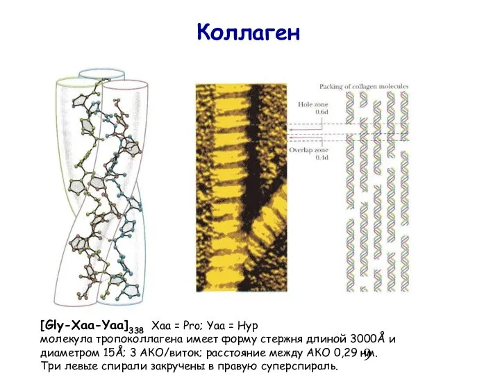 Коллаген [Gly-Xaa-Yaa]338 Xaa = Pro; Yaa = Hyp молекула тропоколлагена имеет форму