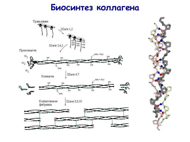 Биосинтез коллагена