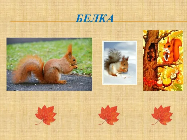 БЕЛКА