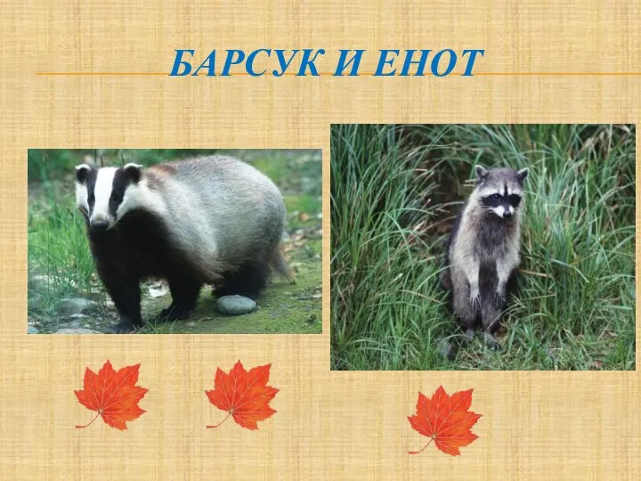 БАРСУК И ЕНОТ