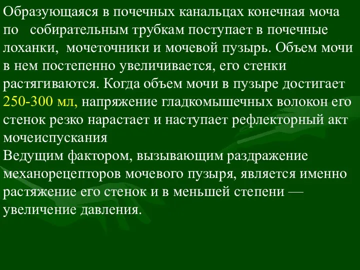 Образующаяся в почечных канальцах конечная моча по собирательным трубкам поступает в почечные