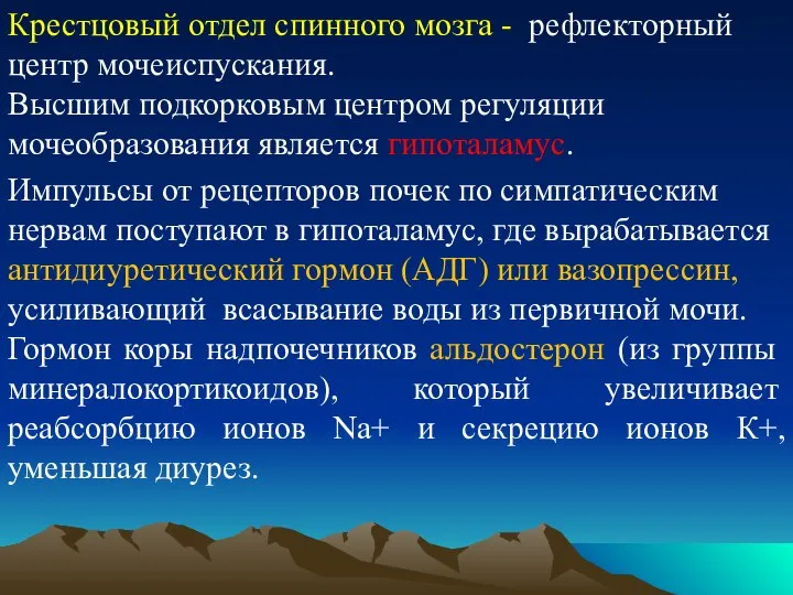 Крестцовый отдел спинного мозга - рефлекторный центр мочеиспускания. Высшим подкорковым центром регуляции