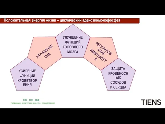 Положительная энергия жизни – циклический аденозинмонофосфат УЛУЧШЕНИЕ ФУНКЦИЙ ГОЛОВНОГО МОЗГА УЛУЧШЕНИЕ СНА