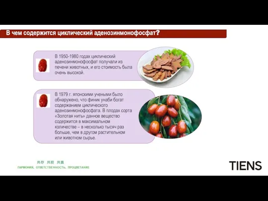 В чем содержится циклический аденозинмонофосфат? В 1950-1980 годах циклический аденозинмонофосфат получали из