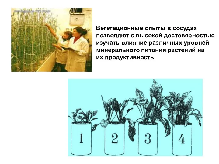 Вегетационные опыты в сосудах позволяют с высокой достоверностью изучать влияние различных уровней