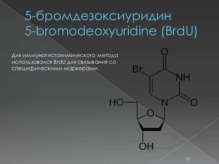 5-бромдезоксиуридин 5-bromodeoxyuridine (BrdU) Для иммуногистохимического метода использовался BrdU для связывания со специфическими маркерами.
