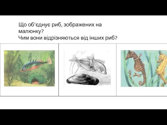 Що об’єднує риб, зображених на малюнку? Чим вони відрізняються від інших риб?