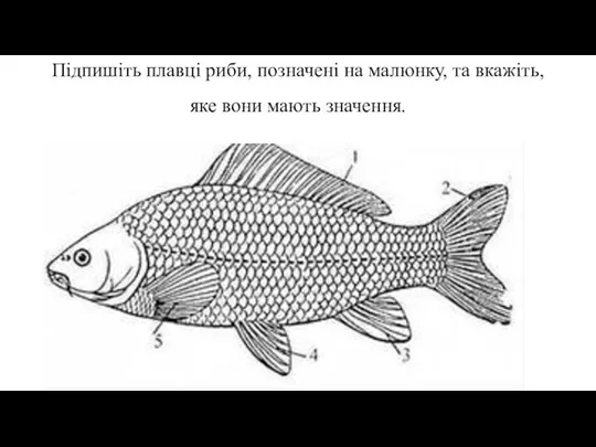 Підпишіть плавці риби, позначені на малюнку, та вкажіть, яке вони мають значення.