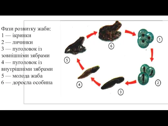 Фази розвитку жаби: 1 — ікринки 2 — личинки 3 — пуголовок