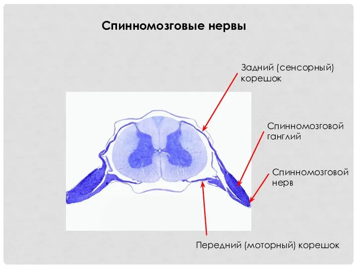 Спинномозговые нервы Задний (сенсорный) корешок Передний (моторный) корешок Спинномозговой ганглий Спинномозговой нерв