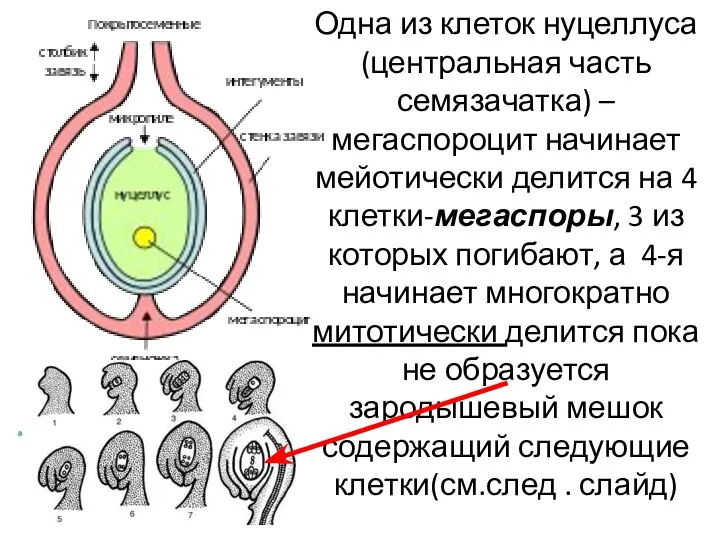 Одна из клеток нуцеллуса(центральная часть семязачатка) –мегаспороцит начинает мейотически делится на 4