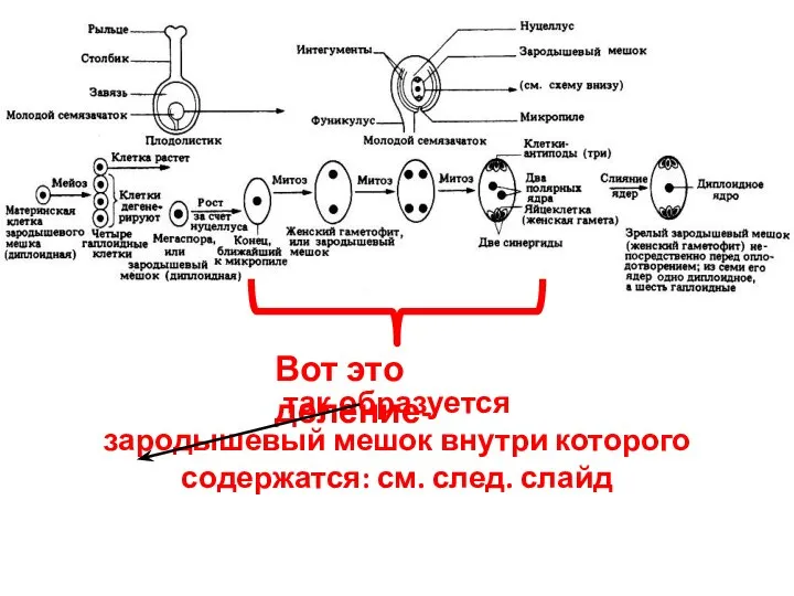 Вот это деление- так образуется зародышевый мешок внутри которого содержатся: см. след. слайд