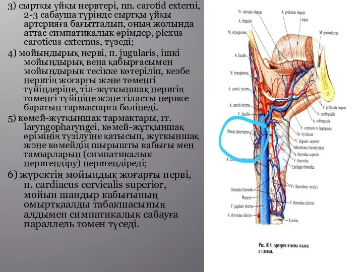3) сыртқы үйқы нервтері, nn. carotid externi, 2-3 сабауша түрінде сыртқы үйқы