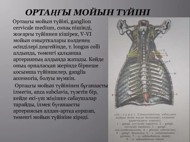 ОРТАҢҒЫ МОЙЫН ТҮЙІНІ Ортаңғы мойын түйіні, ganglion cervicale medium, сопақ пішінді, жоғарғы