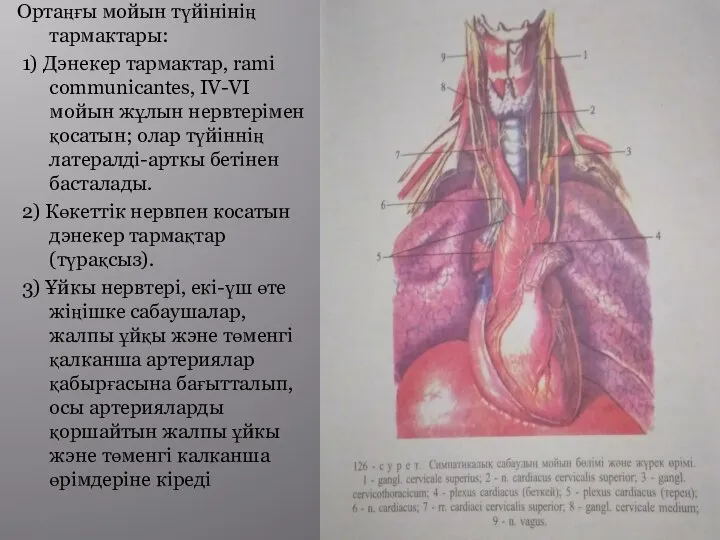 Ортаңғы мойын түйінінің тармактары: 1) Дэнекер тармактар, rami communicantes, IV-VI мойын жұлын