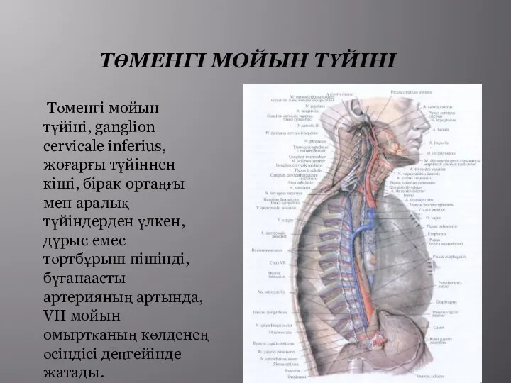 ТӨМЕНГІ МОЙЫН ТҮЙІНІ Төменгі мойын түйіні, ganglion cervicale inferius, жоғарғы түйіннен кіші,